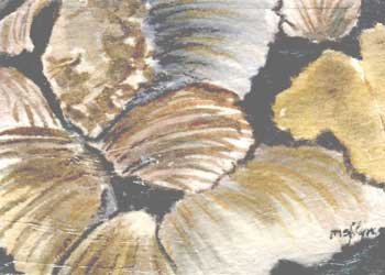 Gulf Coast Shells  Mary O'Flyng Wausau WI watercolor